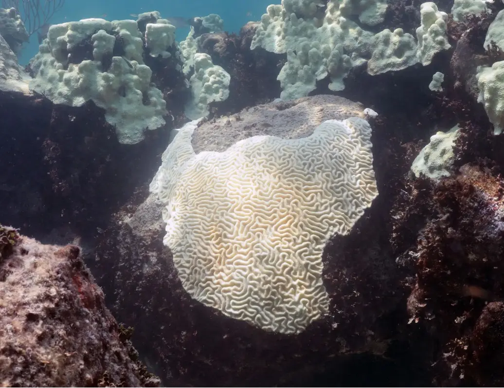 Bleached corals on a Florida Keys reef, 2023 (NOAA)