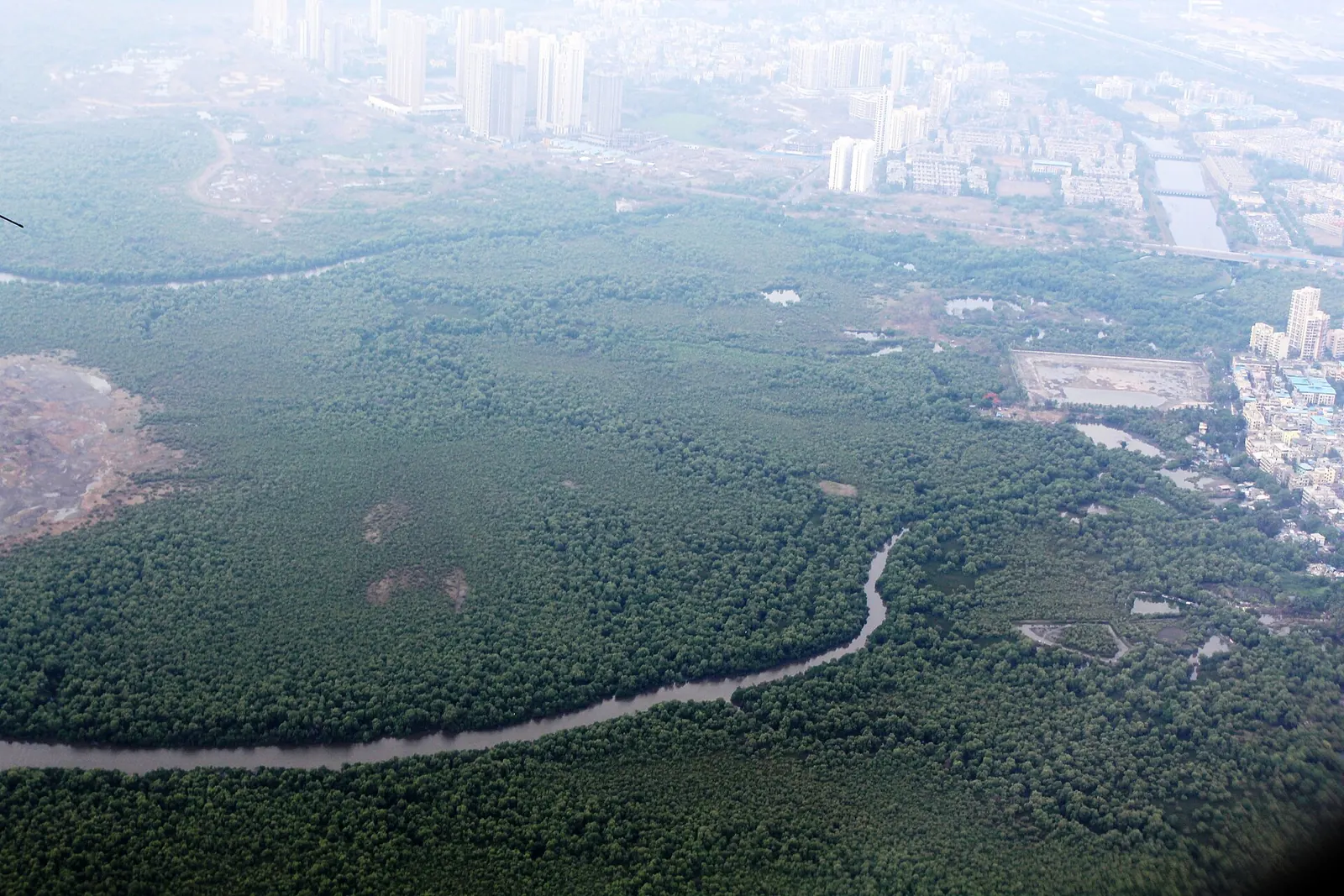 Mangrove forest along the coast of Mumbai (Priyaflorenceshah, CC BY-SA 4.0)