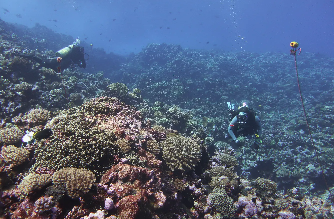 NOAA divers surveying a coral reef at Rose Atoll, American Samoa, 2023